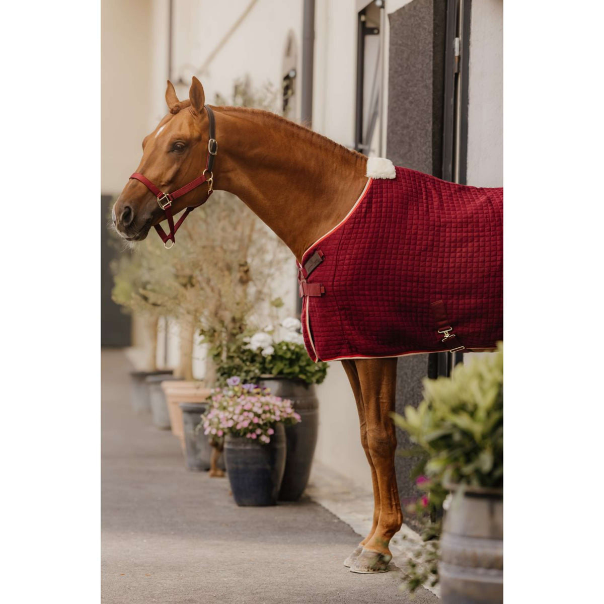 Kentucky Horsewear Cabezada Nylon Breakaway Bordeaux