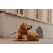 Kentucky Horsewear Collar Beige