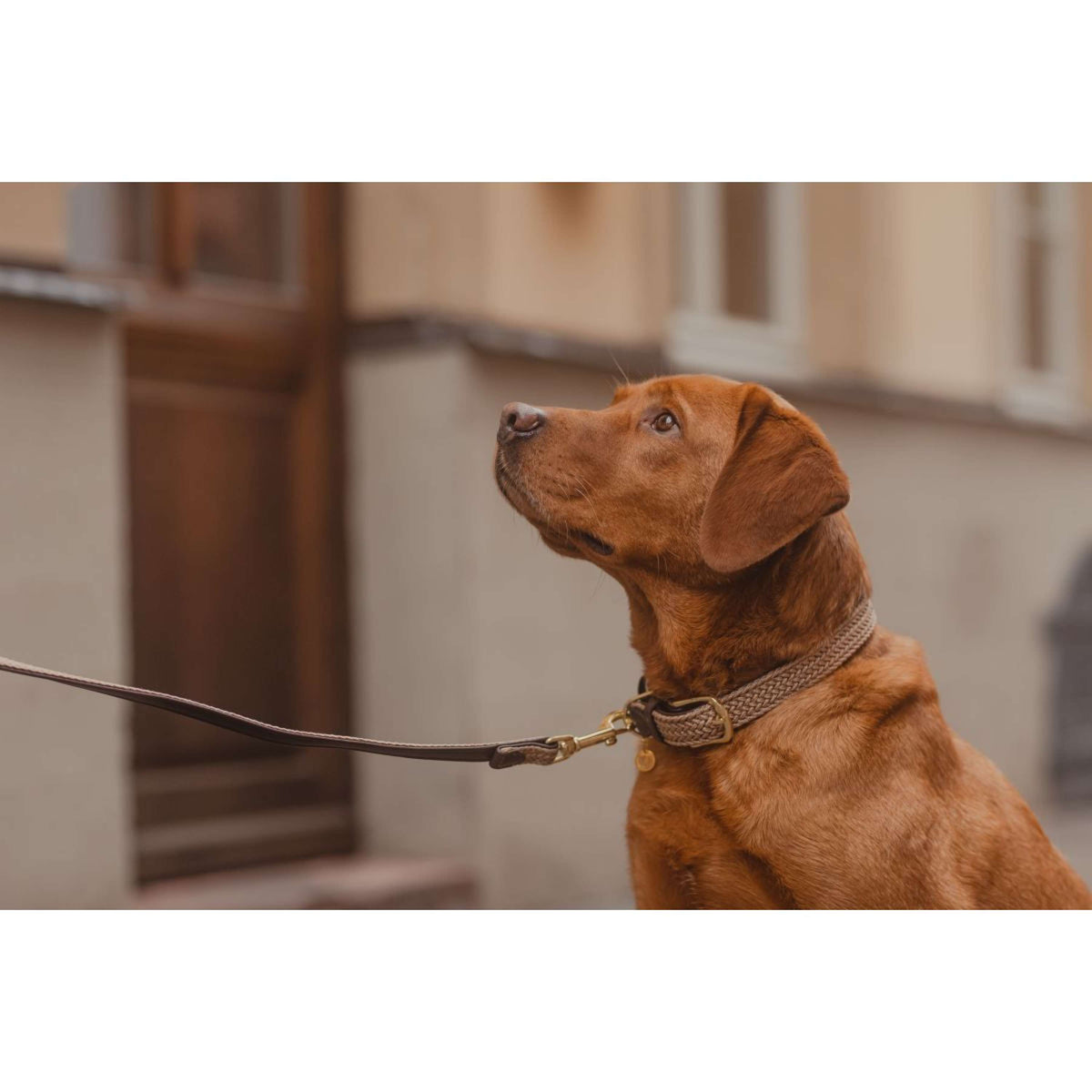 Kentucky Horsewear Collar Beige