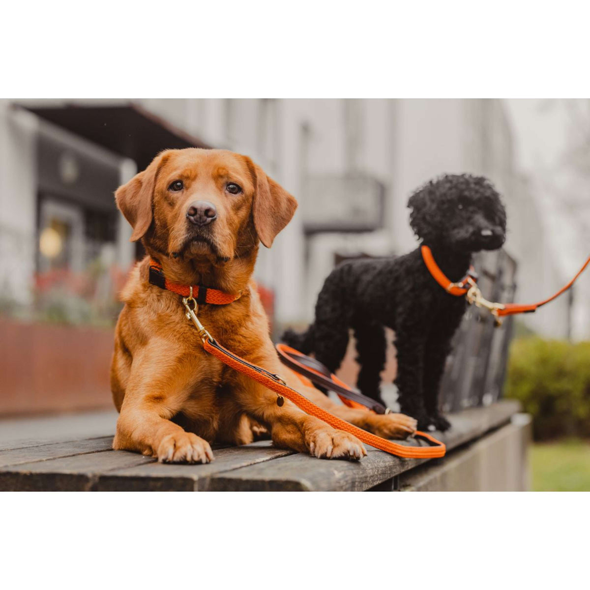 Kentucky Horsewear Halsband Perro Trenzado Nylon Naranja