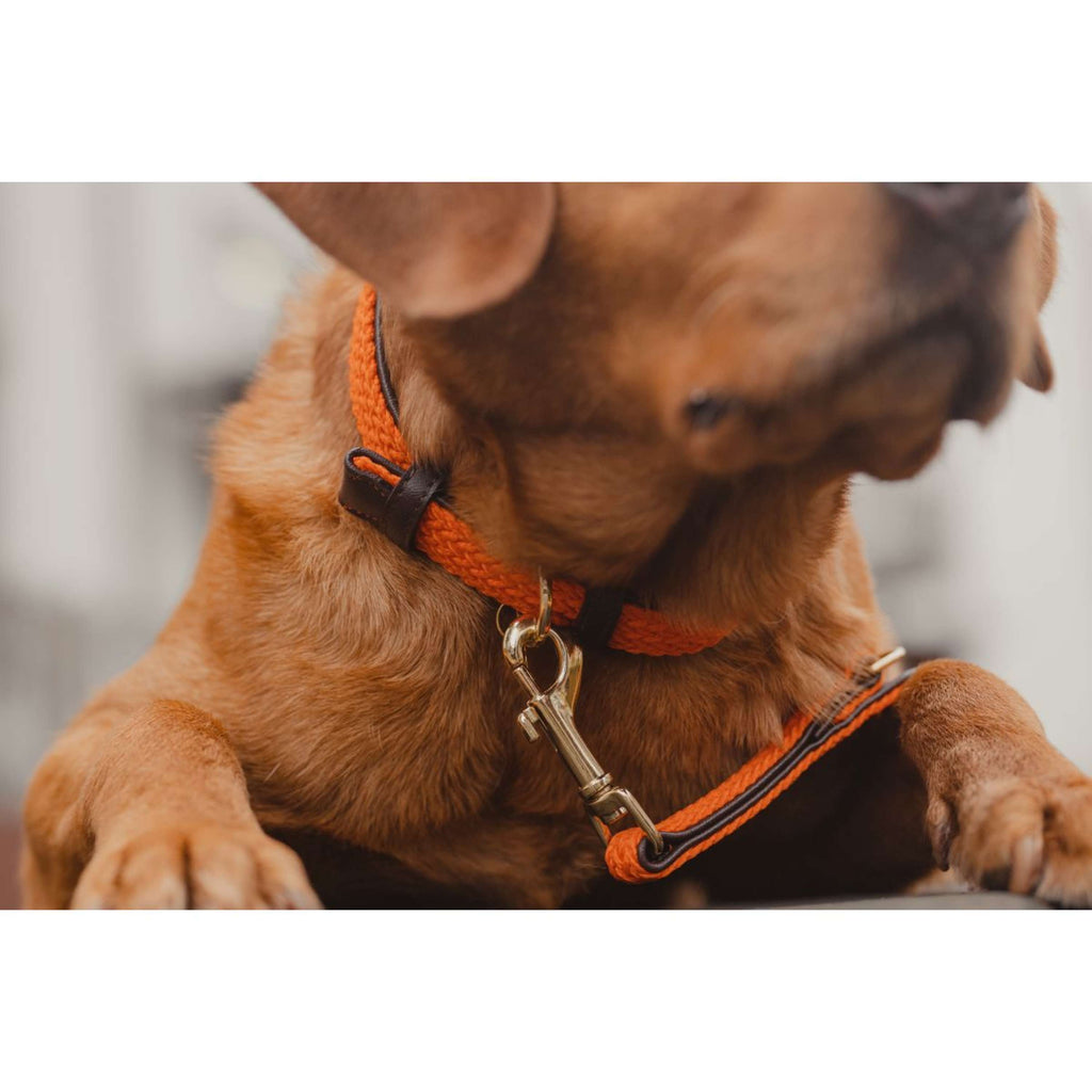 Kentucky Horsewear Halsband Perro Trenzado Nylon Naranja