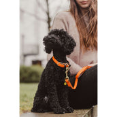 Kentucky Horsewear Halsband Perro Trenzado Nylon Naranja