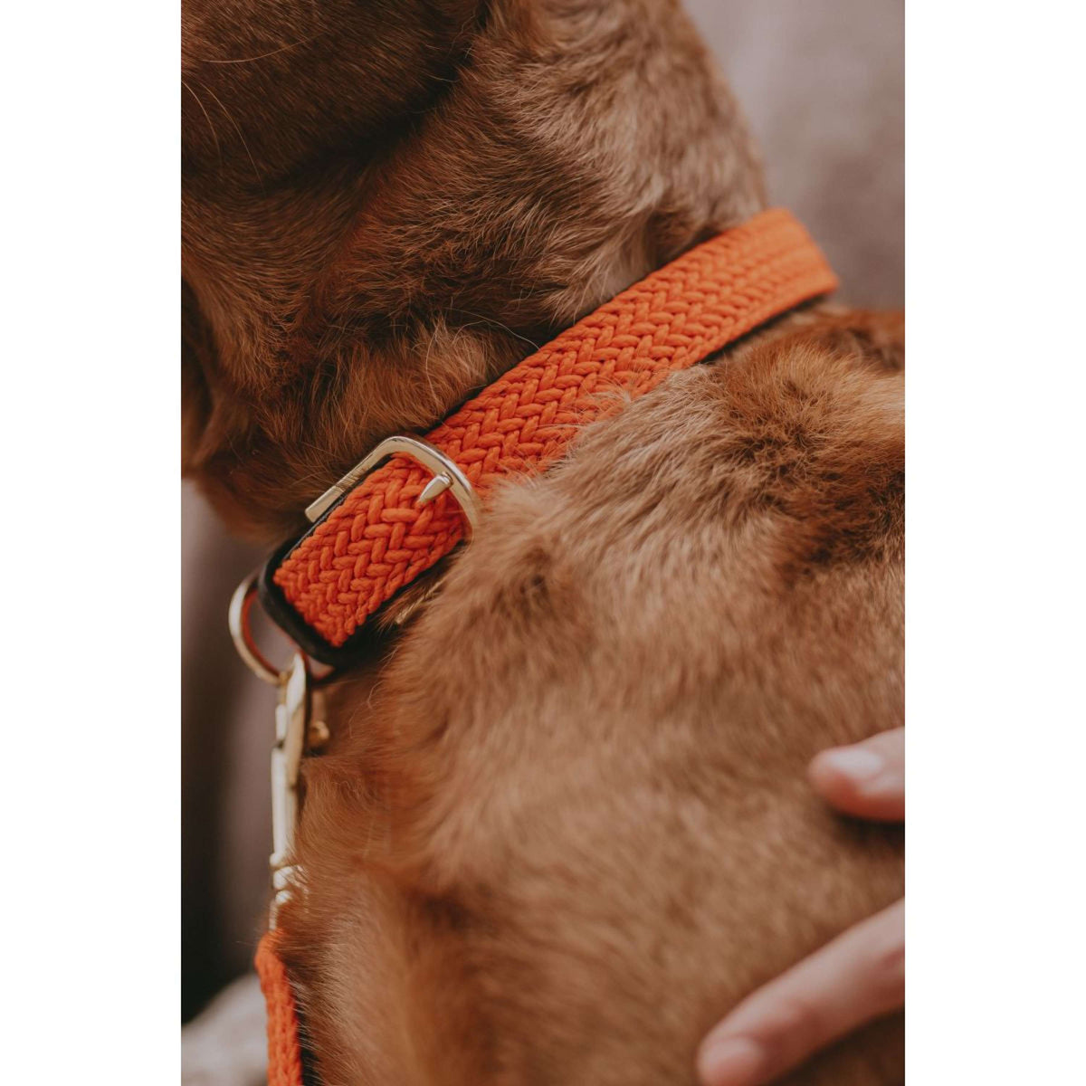 Kentucky Horsewear Halsband Perro Trenzado Nylon Naranja