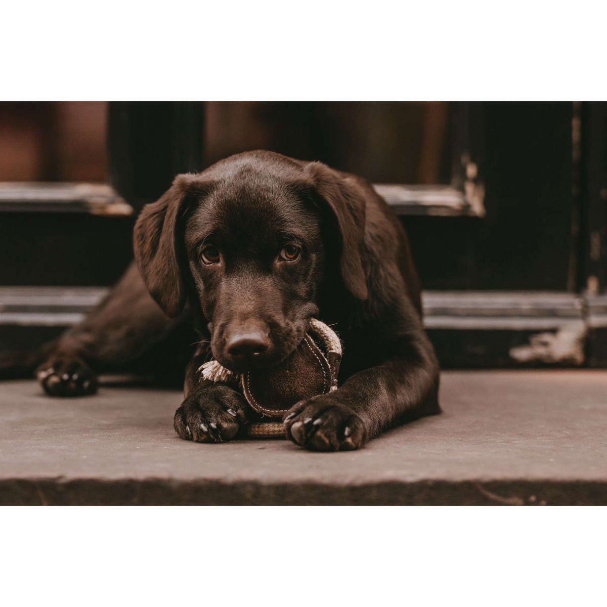 Kentucky Dogwear Juguete para Perro