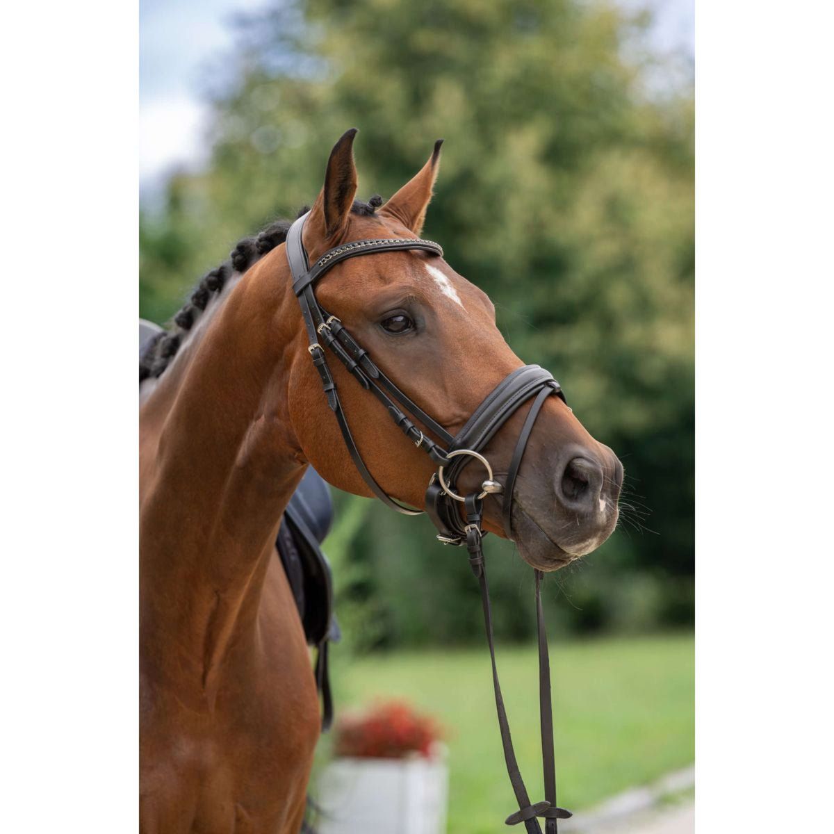 Covalliero Briglia Zweeds Negro