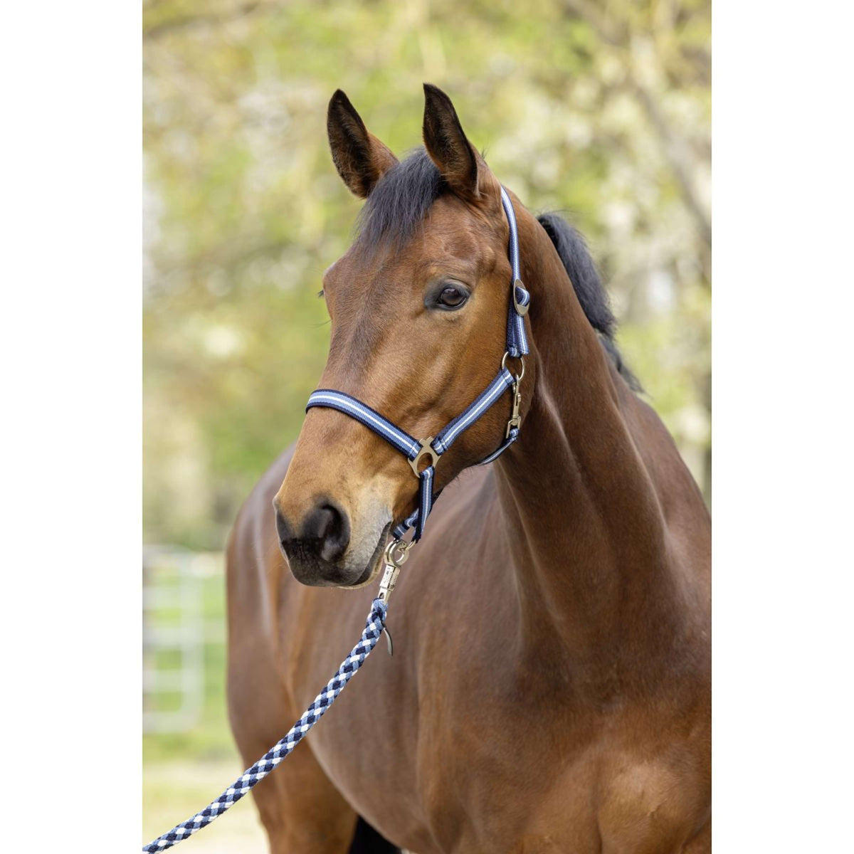 Covalliero Cabezada SS26 Dark Navy/Smoked Blue