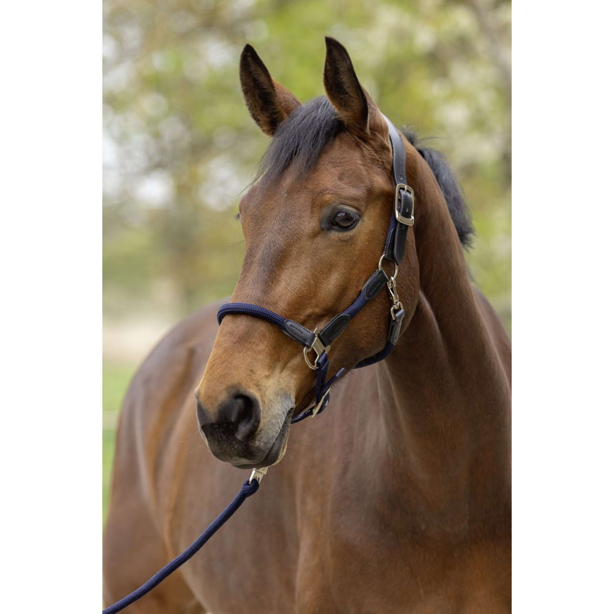 Covalliero Cabezada SS26 Azul Marino Oscuro