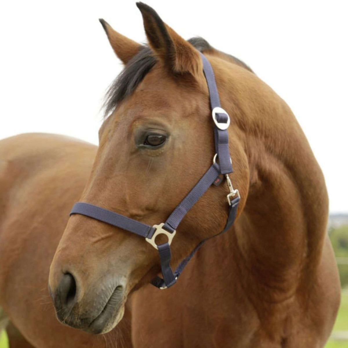 Covalliero Cabezada de Nylon Hippo Marine