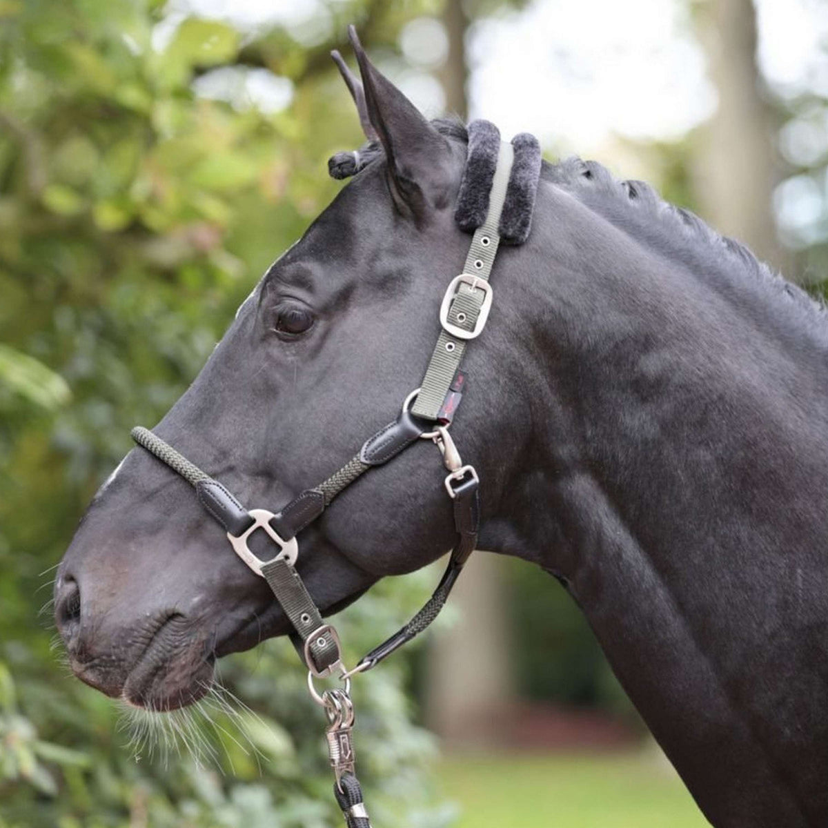 Kerbl Cabezada Cordano Oliva