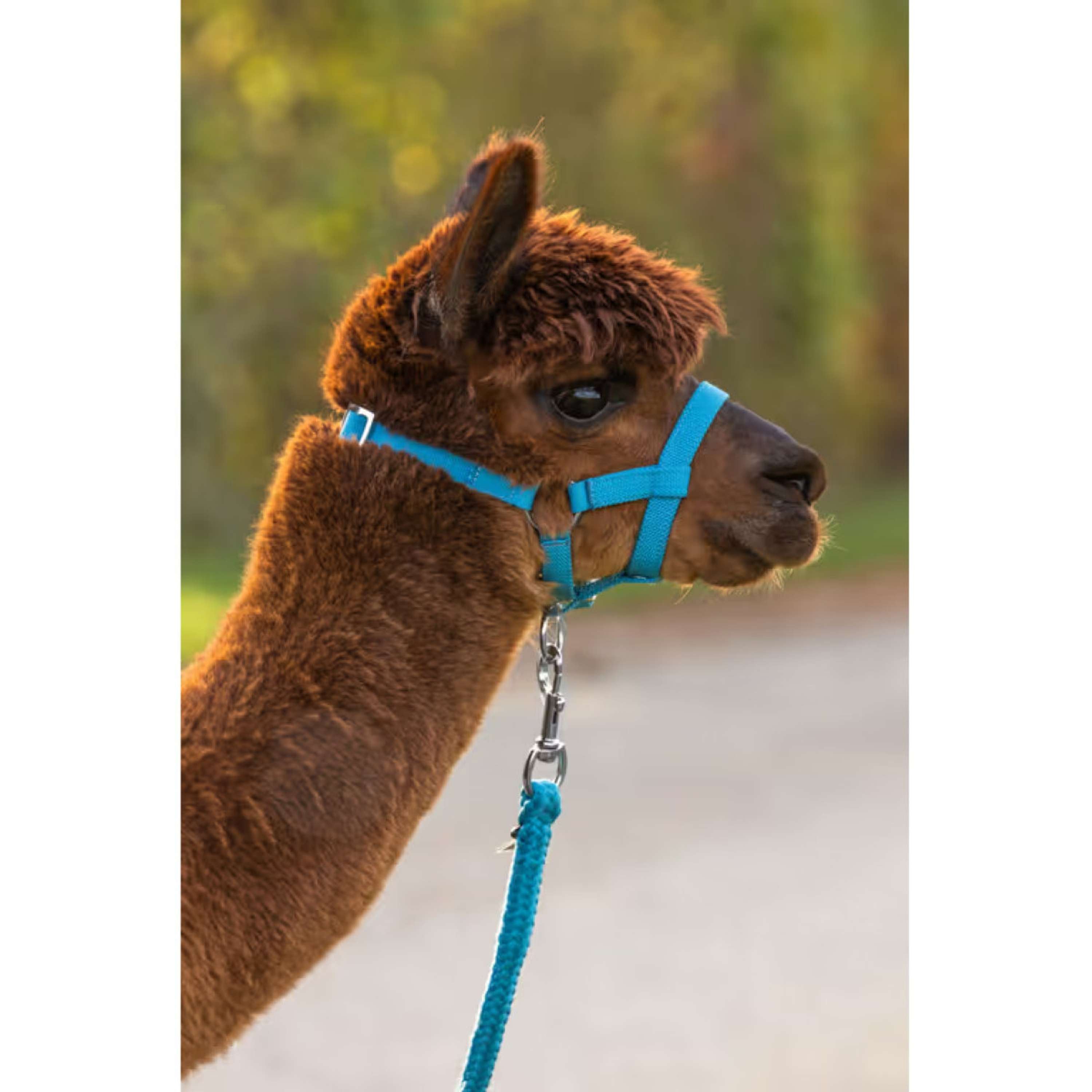 Kerbl Cabestro Alpaca ajustable Azul