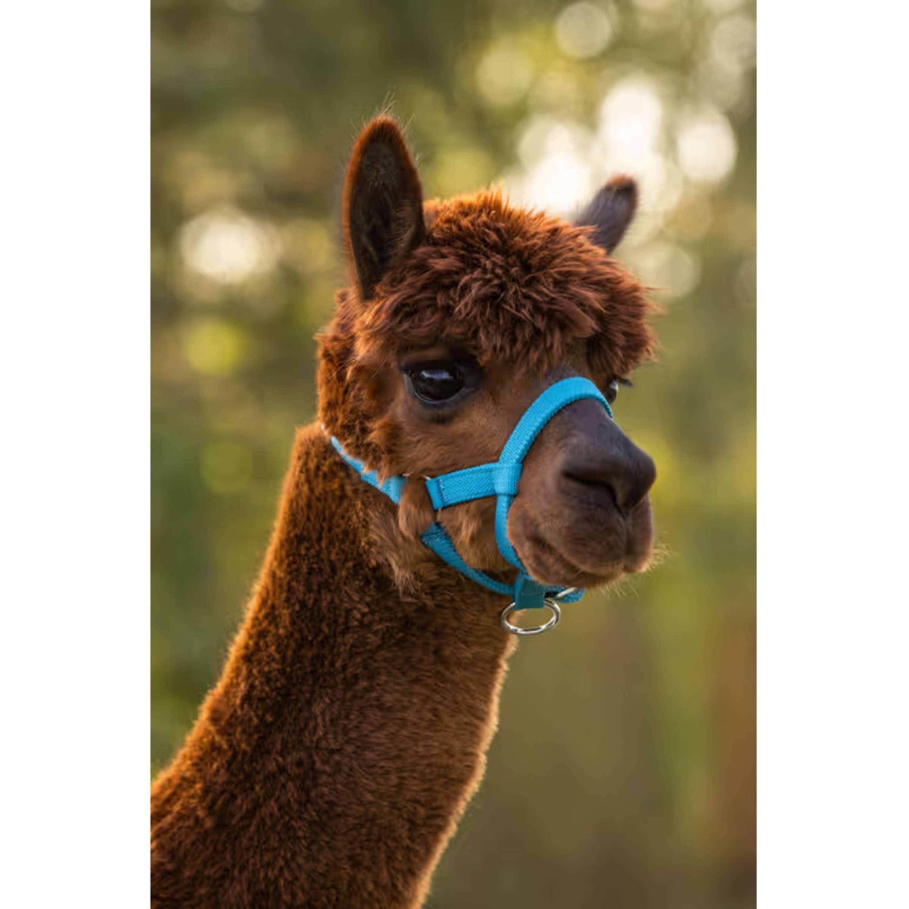 Kerbl Cabestro Alpaca ajustable Azul
