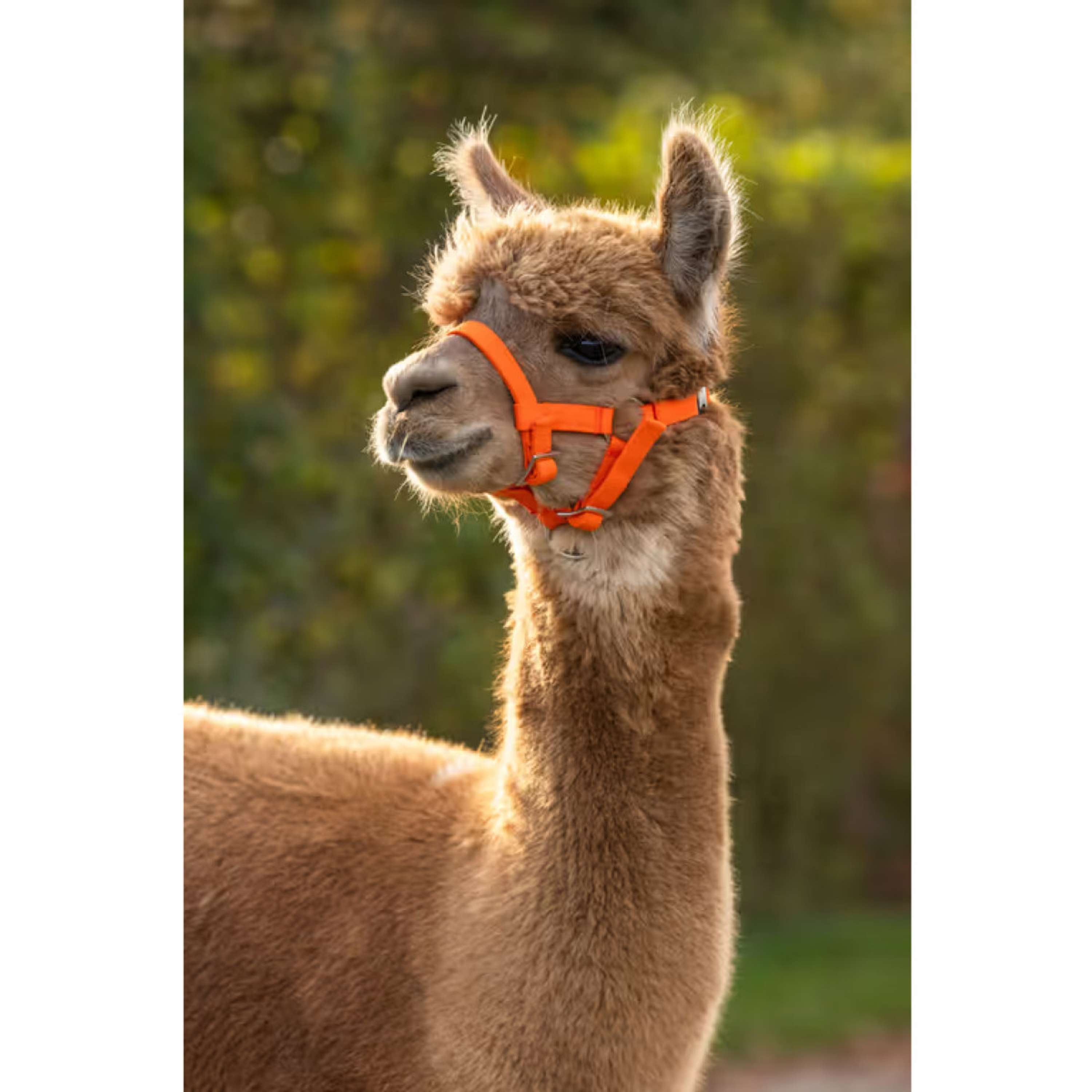 Kerbl Cabestro Alpaca ajustable Naranja