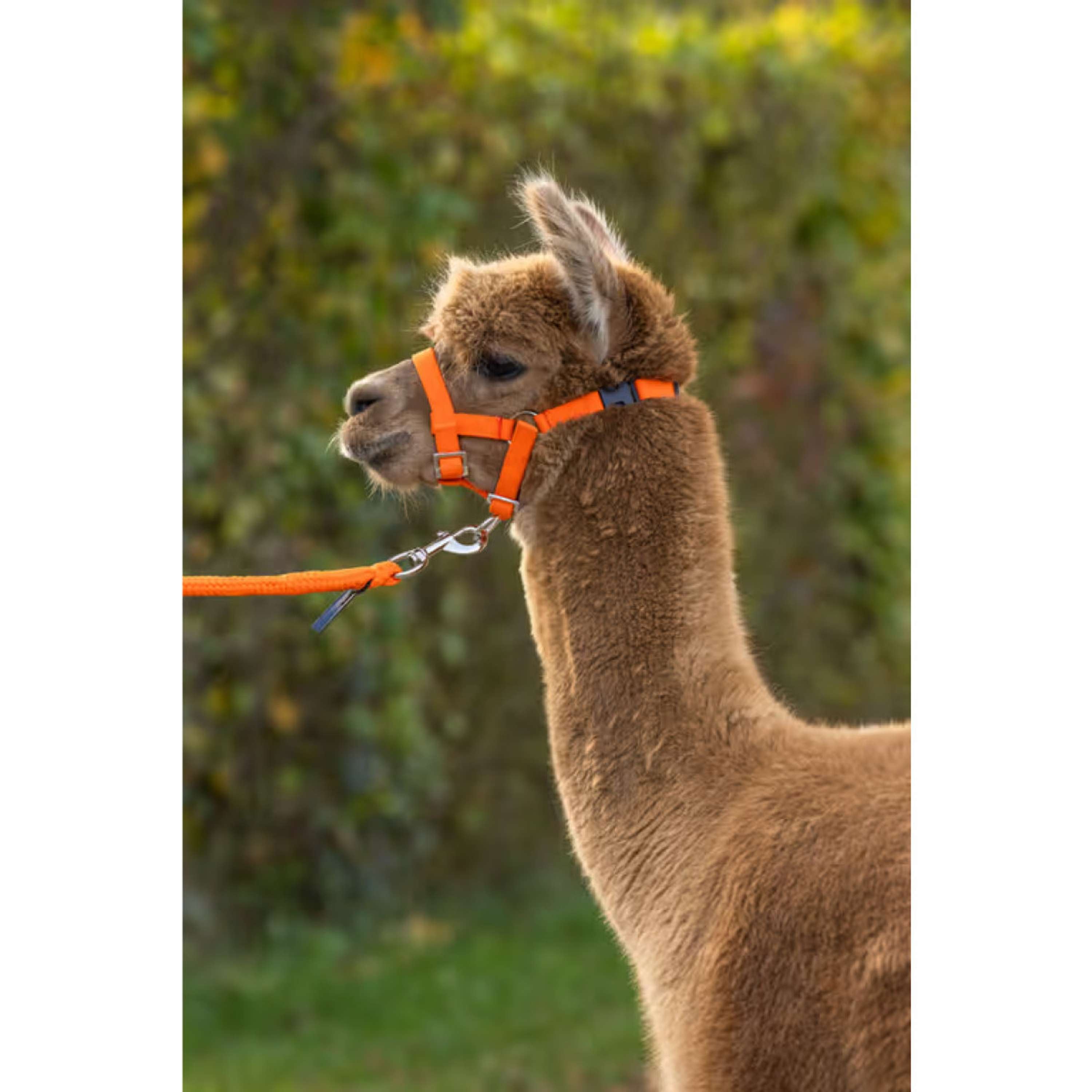 Kerbl Cabestro Alpaca ajustable Naranja