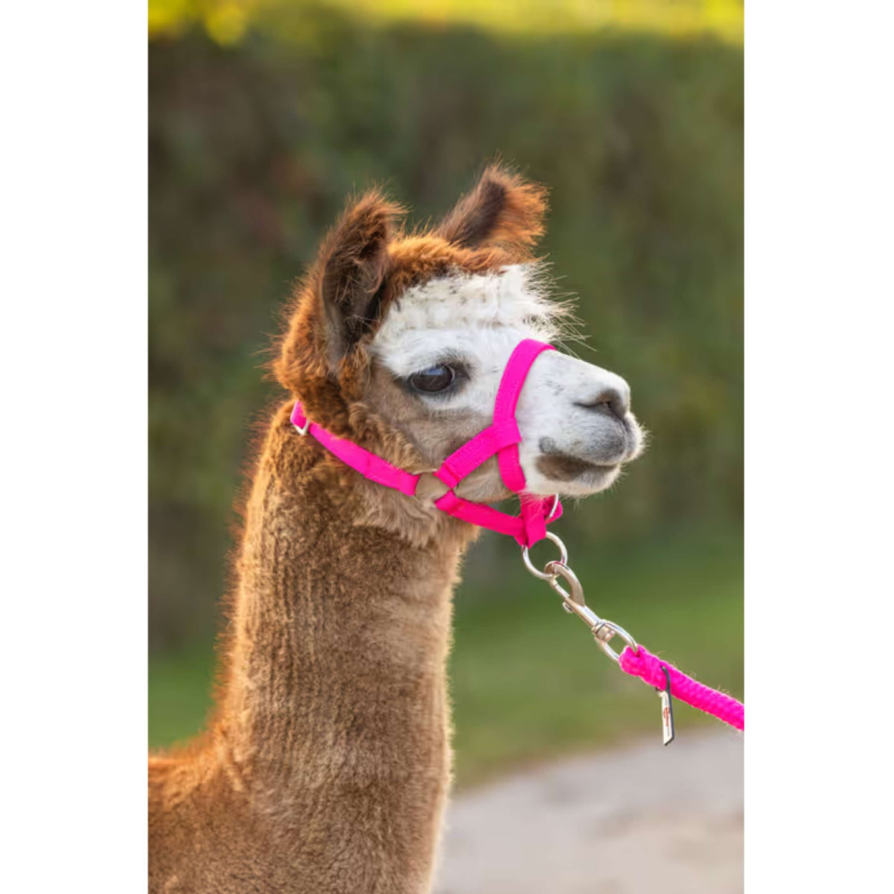 Kerbl Cabestro Alpaca ajustable Rosa