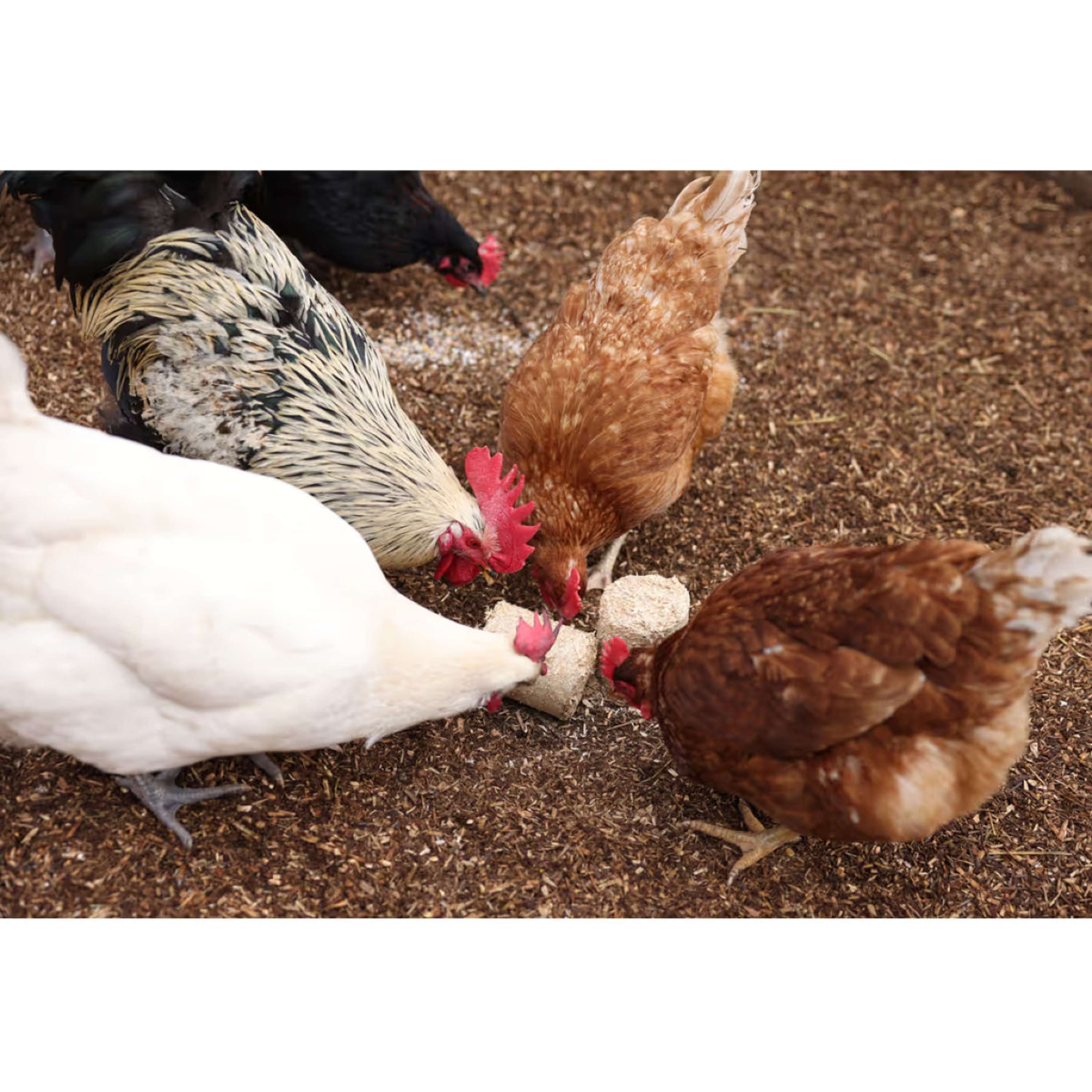 Kerbl Bloques de espelta para Pollos