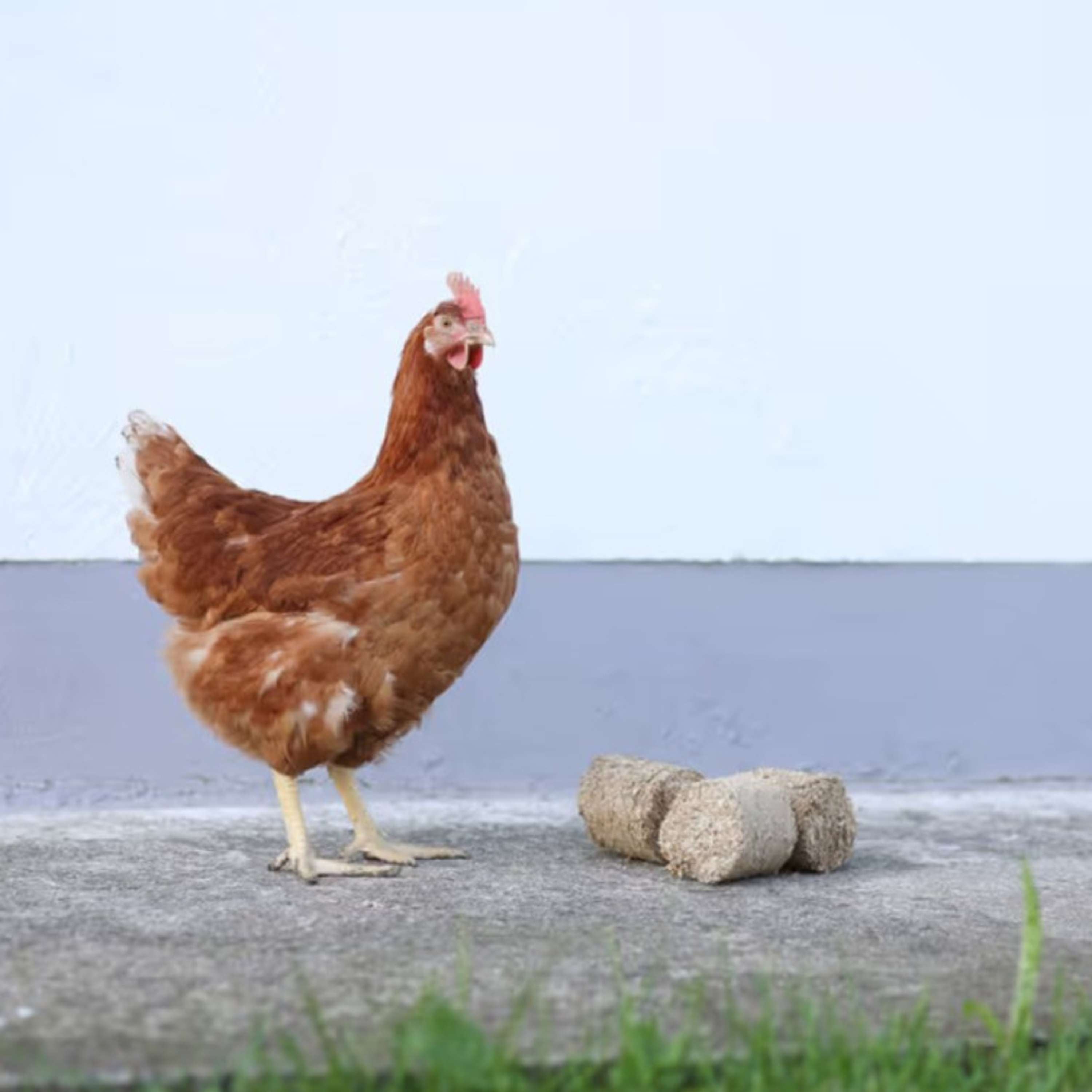 Kerbl Bloques de espelta para Pollos