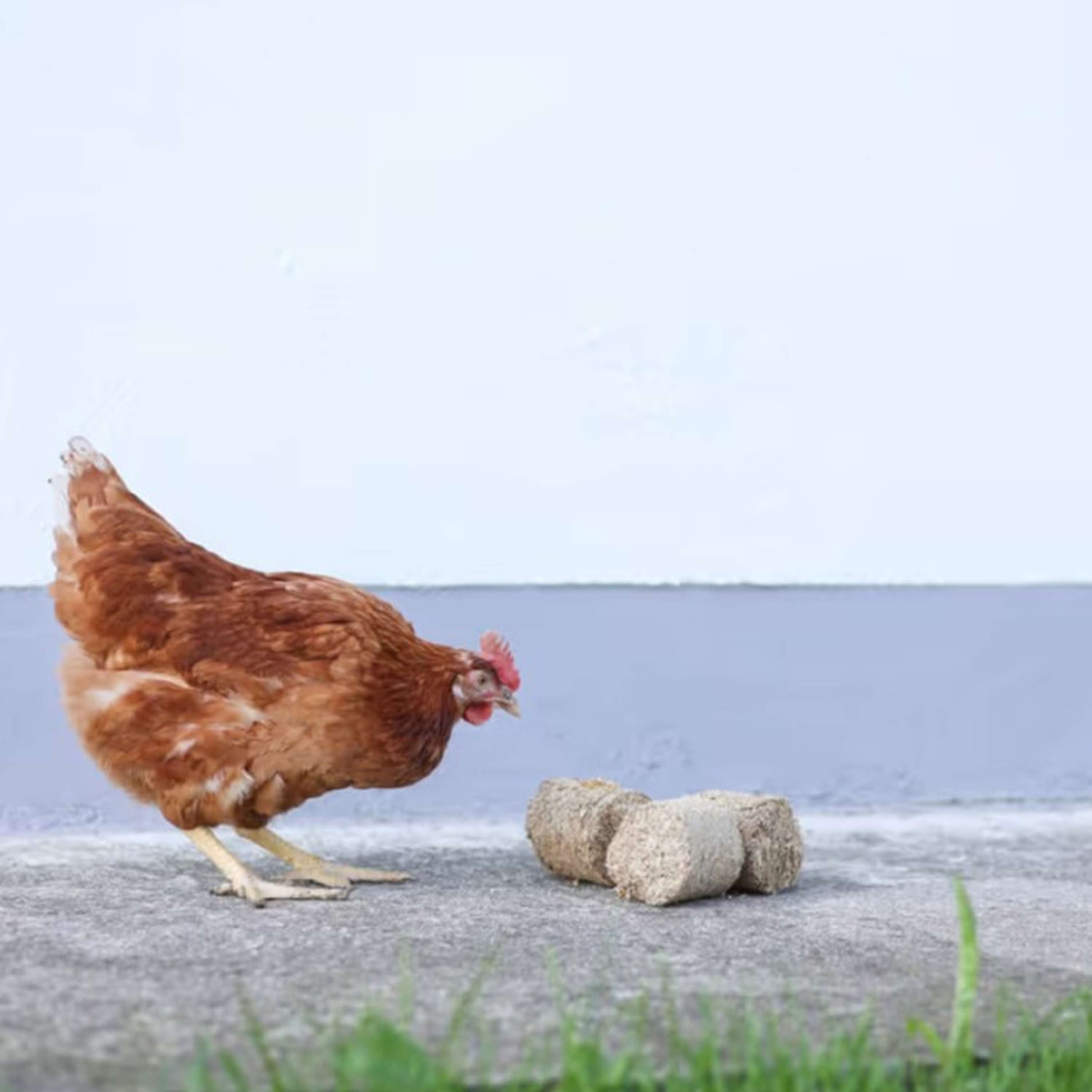 Kerbl Bloques de espelta para Pollos