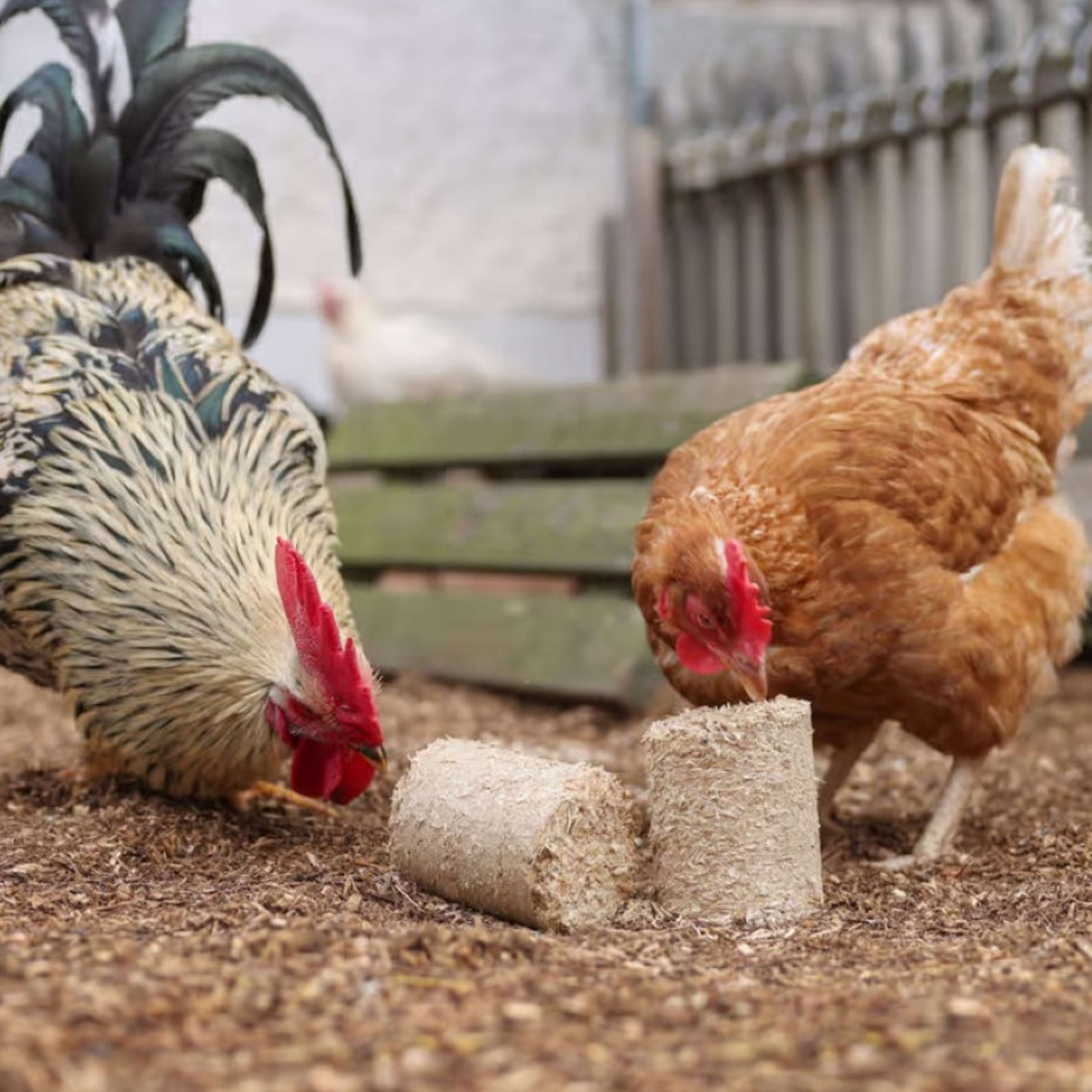Kerbl Bloques de espelta para Pollos
