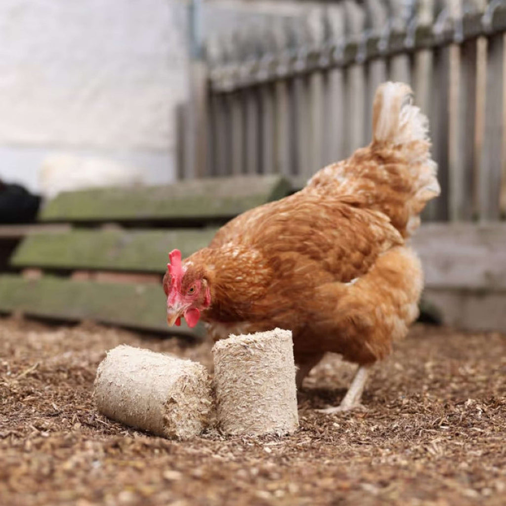 Kerbl Bloques de espelta para Pollos