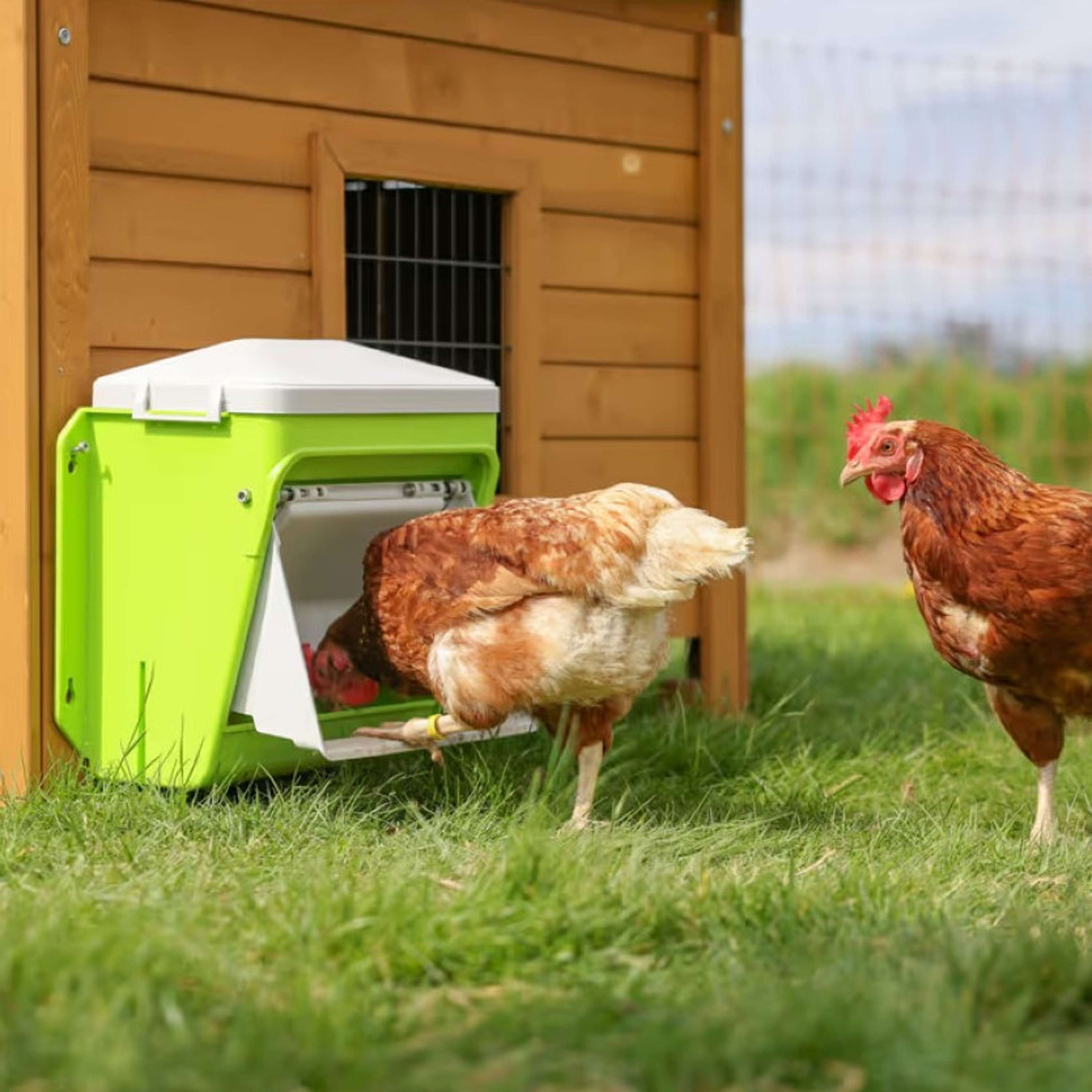 Kerbl Alimentador Automático con Solapa Protectora Verde