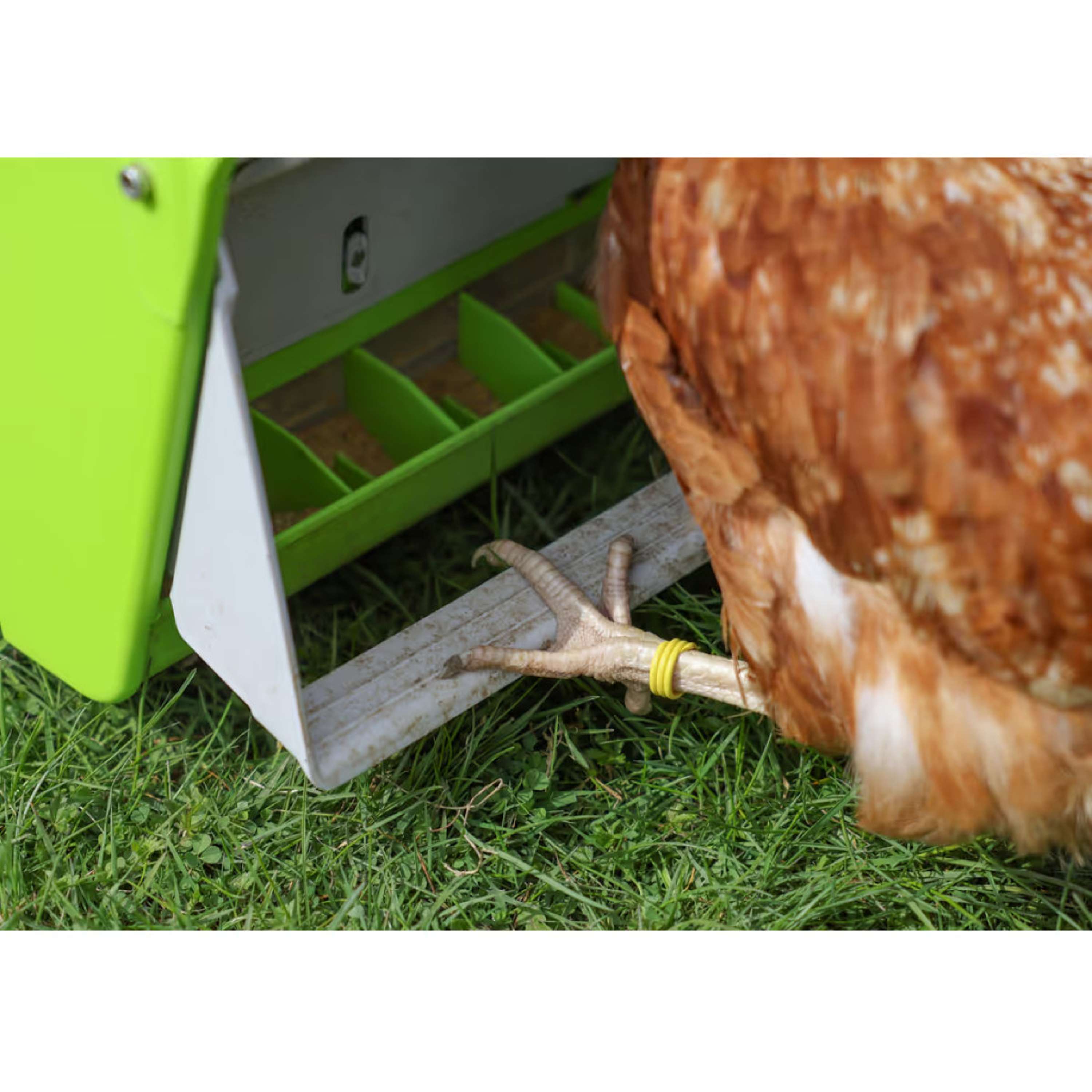 Kerbl Alimentador Automático con Solapa Protectora Verde