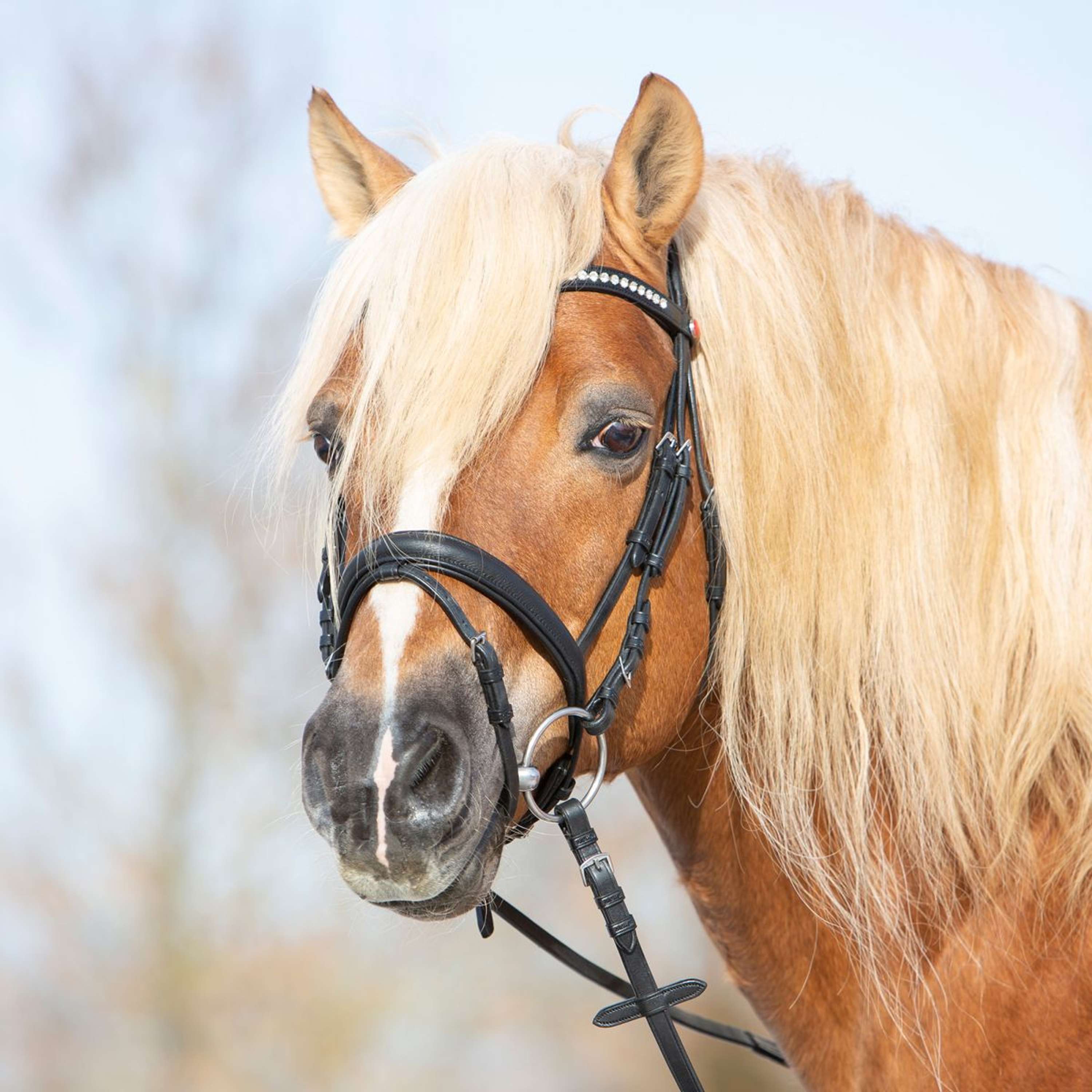 Kieffer Brida Ultrasoft Haflinger Negro/Blancas Piedras