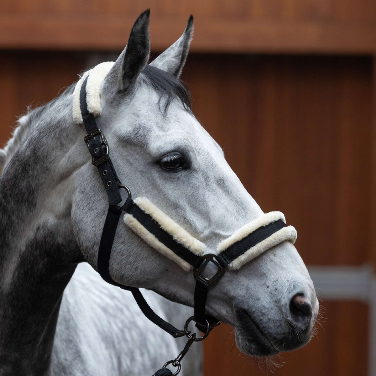 Kingsland Juego de Cabestro KLLexie con Piel Negro