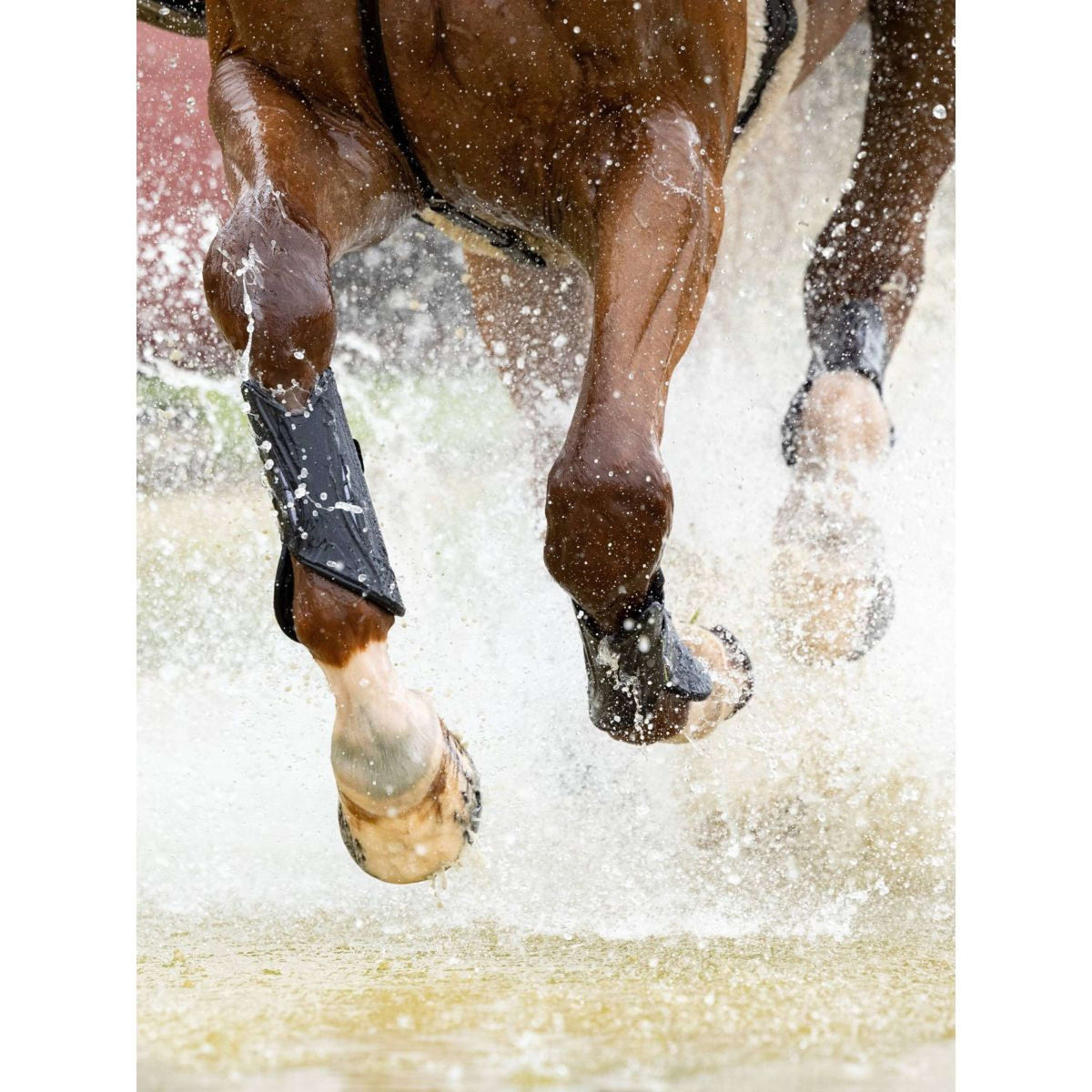 LeMieux Protectores para Patas MIMsafe XC Delanteros Negro