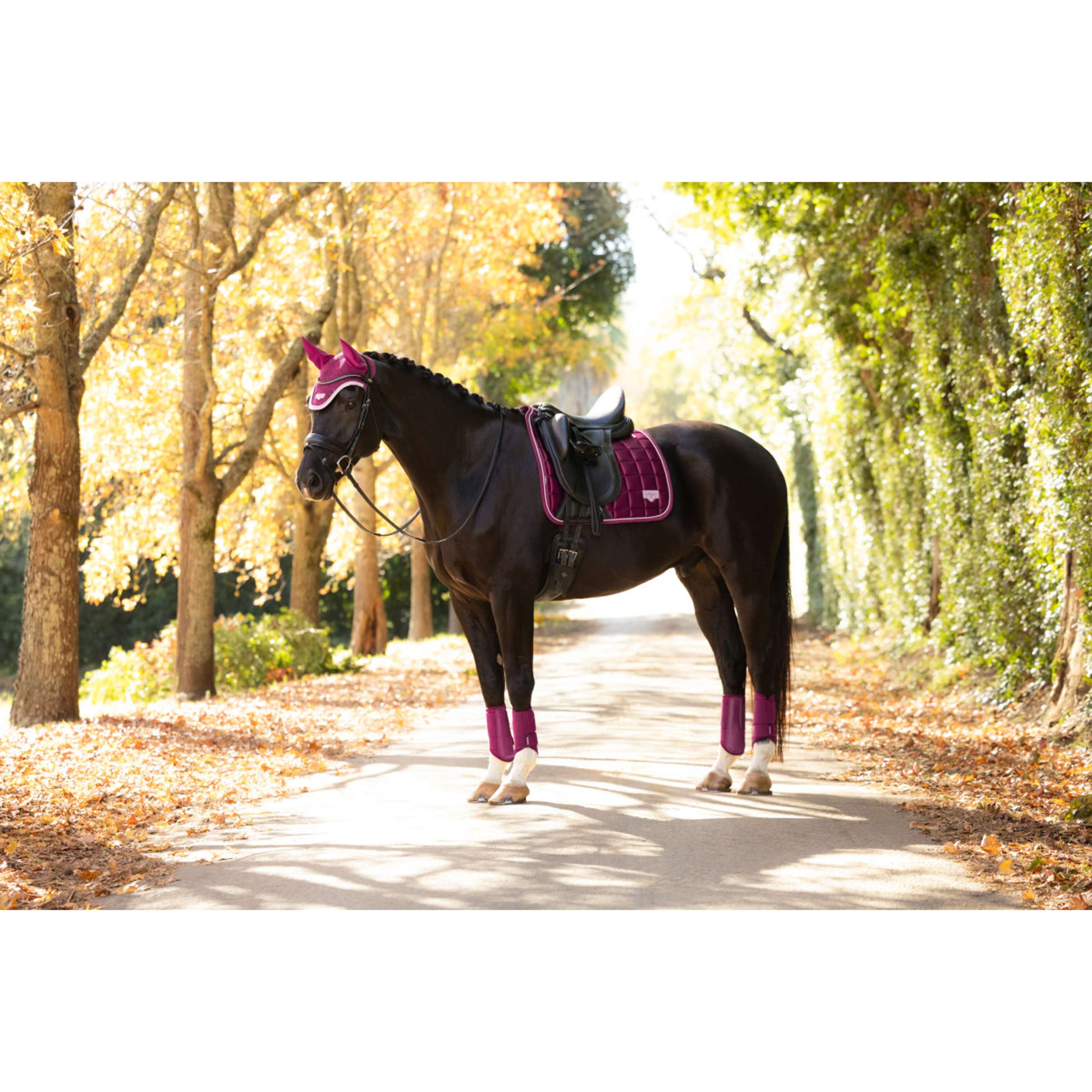 LeMieux Mantilla Loire Classic Square Doma Clásica Blackberry