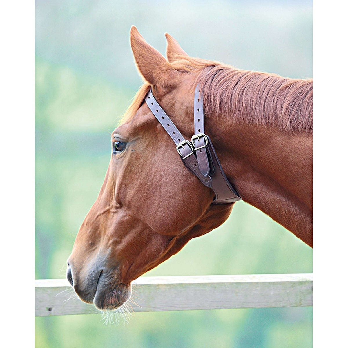 Shires Halsband Anti Mordeduras Australian Nut