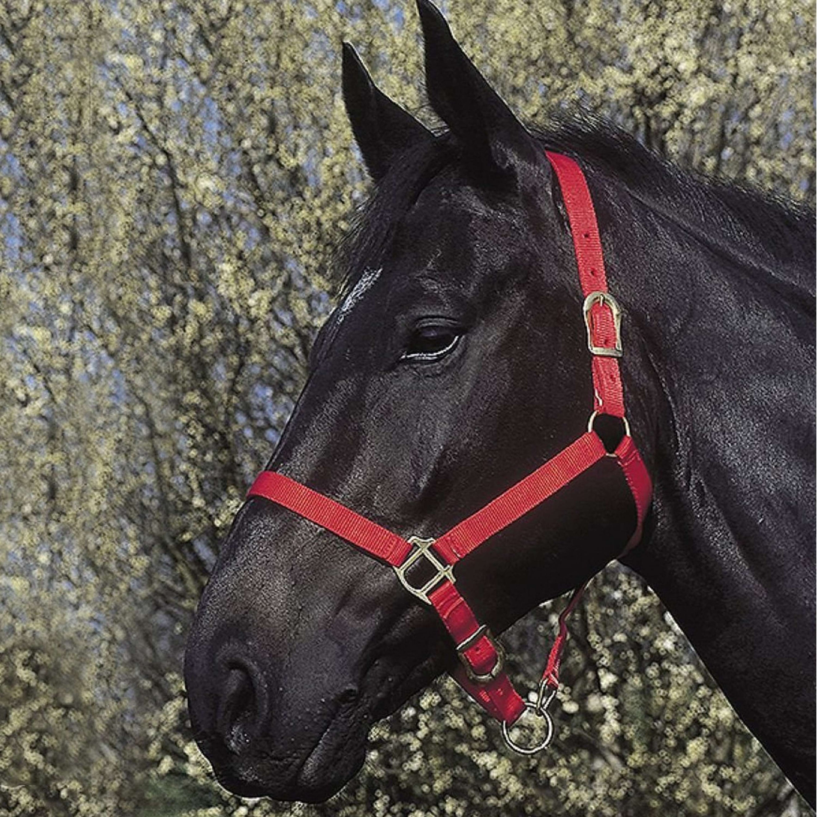 Riding World Cabestro Rojo