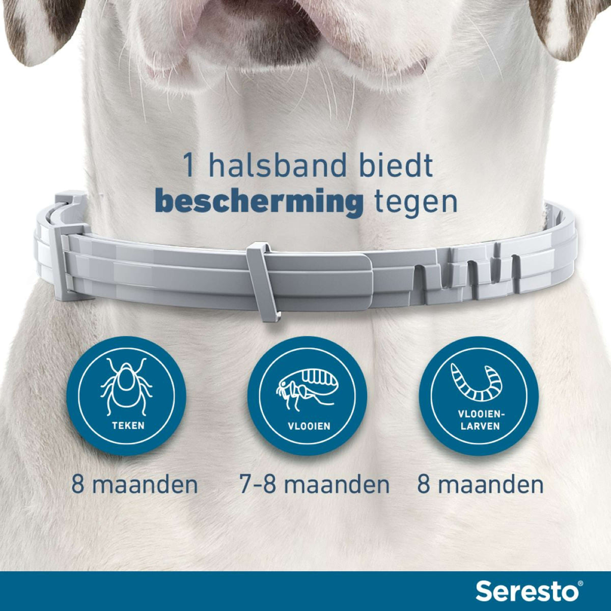 Seresto Collar Antipulgas y Garrapatas Perro pequeño hasta 8kg