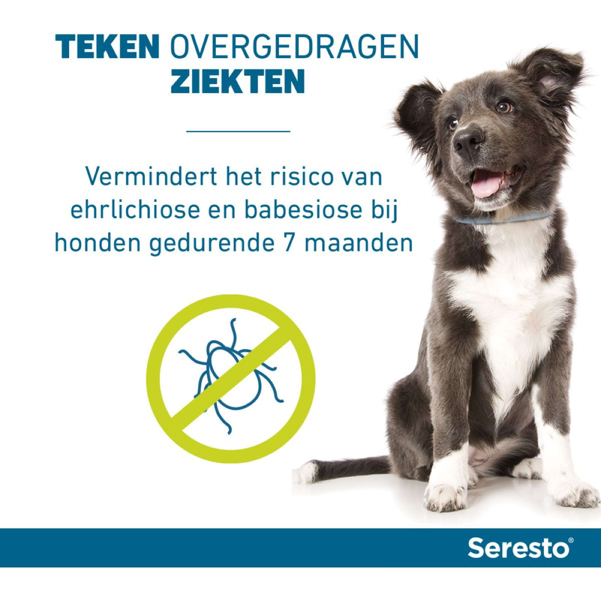 Seresto Collar Antipulgas y Garrapatas Perro pequeño hasta 8kg