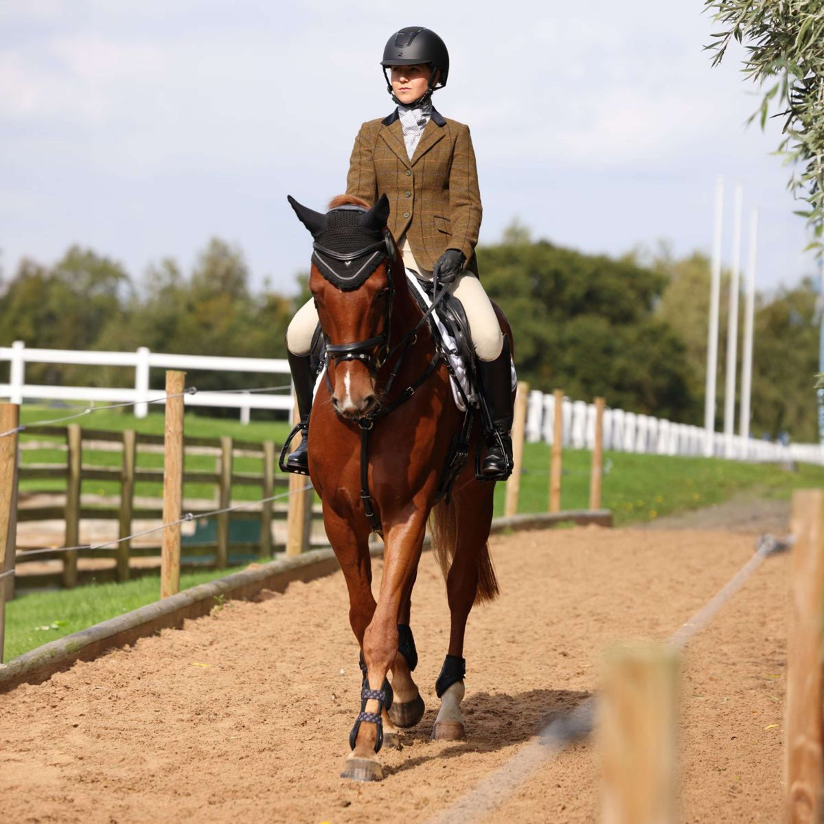 Aubrion by Shires Chaqueta de Competición Saratoga Marron Roble Check