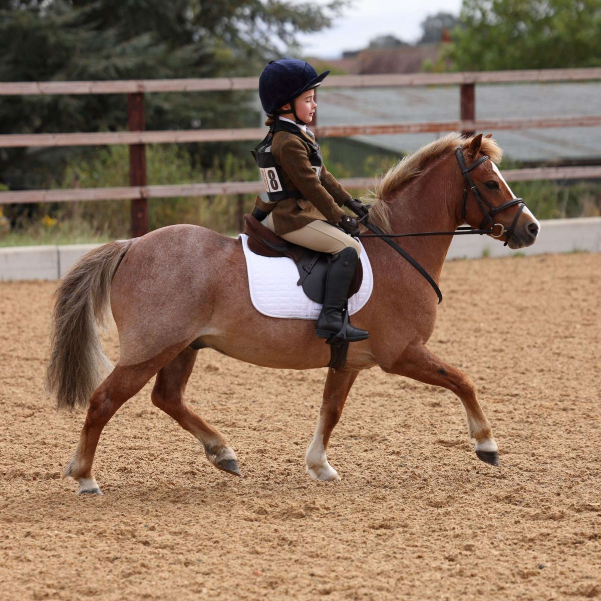 Aubrion by Shires Chaqueta de Competición Saratoga Niños Oxido Check