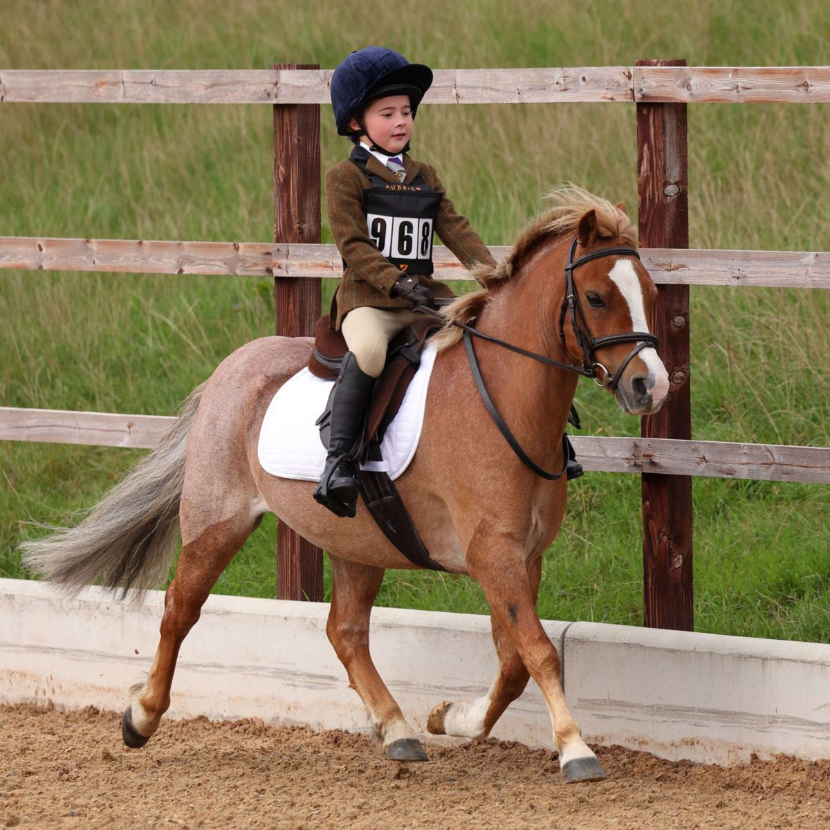 Aubrion by Shires Chaqueta de Competición Saratoga Niños Oxido Check