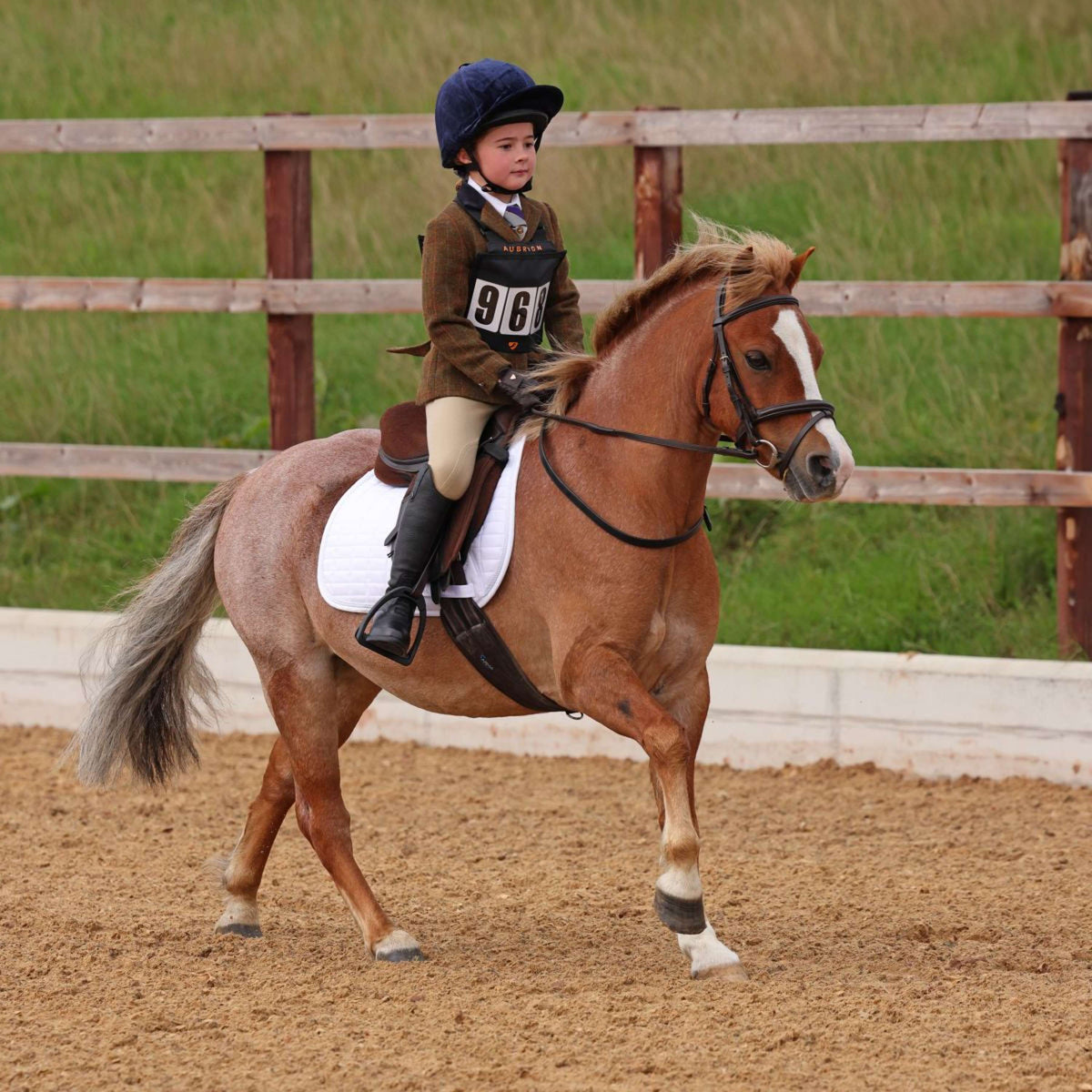 Aubrion by Shires Chaqueta de Competición Saratoga Niños Oxido Check