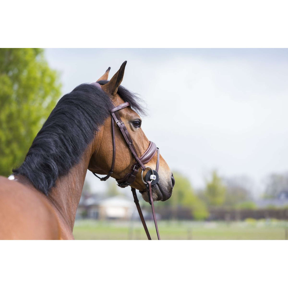 Trust Mordaza de Anilla Suelta Inno Sense Port Medium 15mm