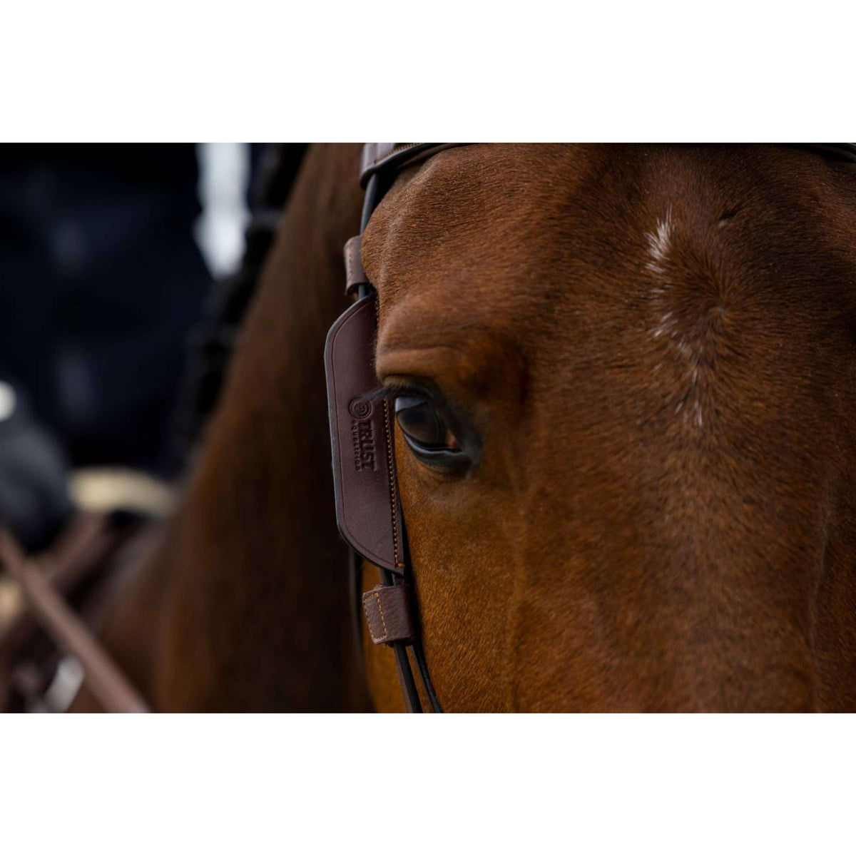 Trust Parpadeador Marron