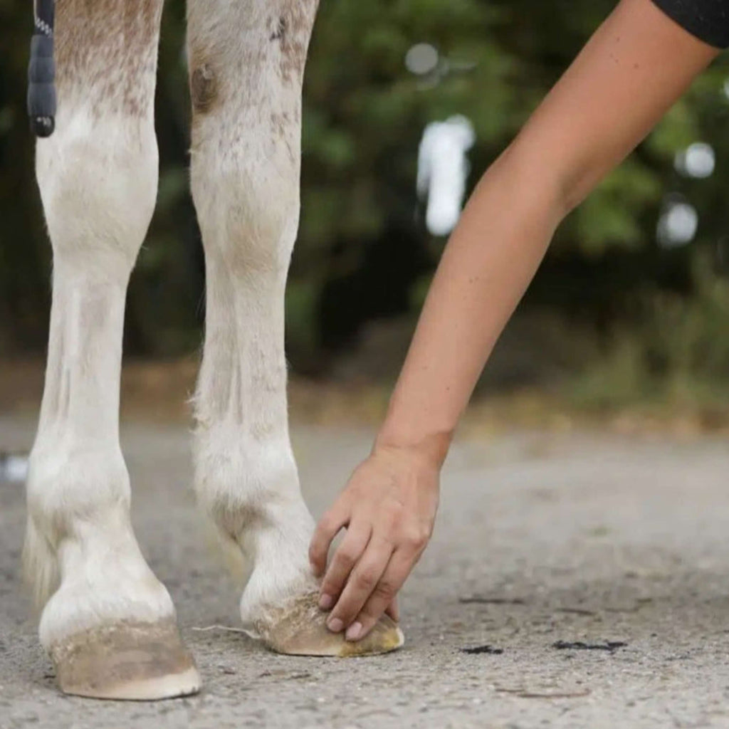 Unique-horn Hoof Wax Repair Amarillo