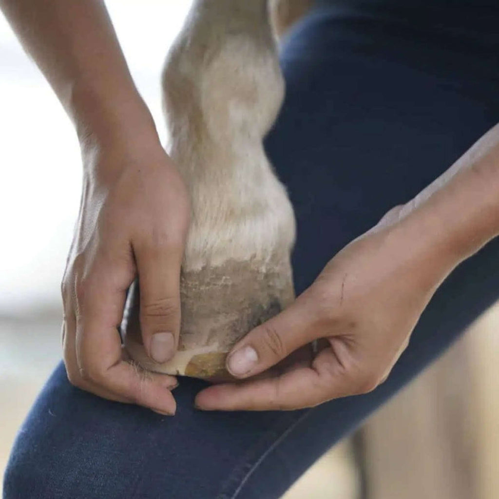 Unique-horn Hoof Wax Repair Amarillo