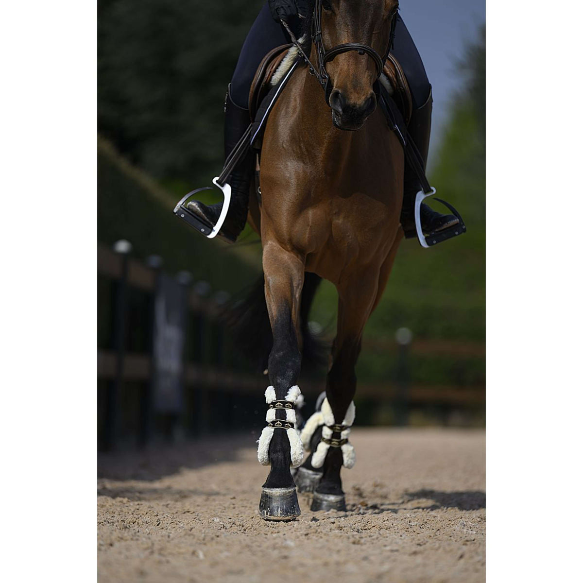 Veredus Botas para tendones Carbon Gel Absolute Save the Sheep Front Negro