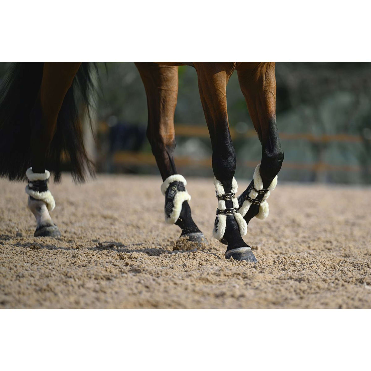 Veredus Botas protectoras de menudillo Carbon Gel Absolute Save the Sheep Rear Negro