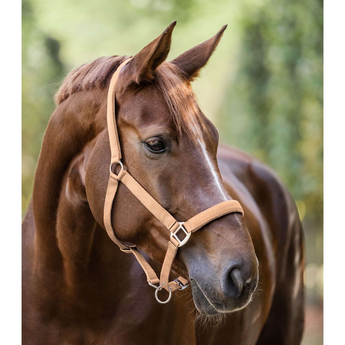 Waldhausen Cabezada Satin Melocoton