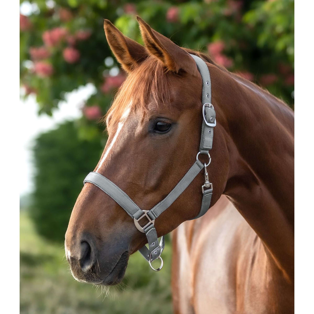 Waldhausen Cabezada Satin Chrome Grey