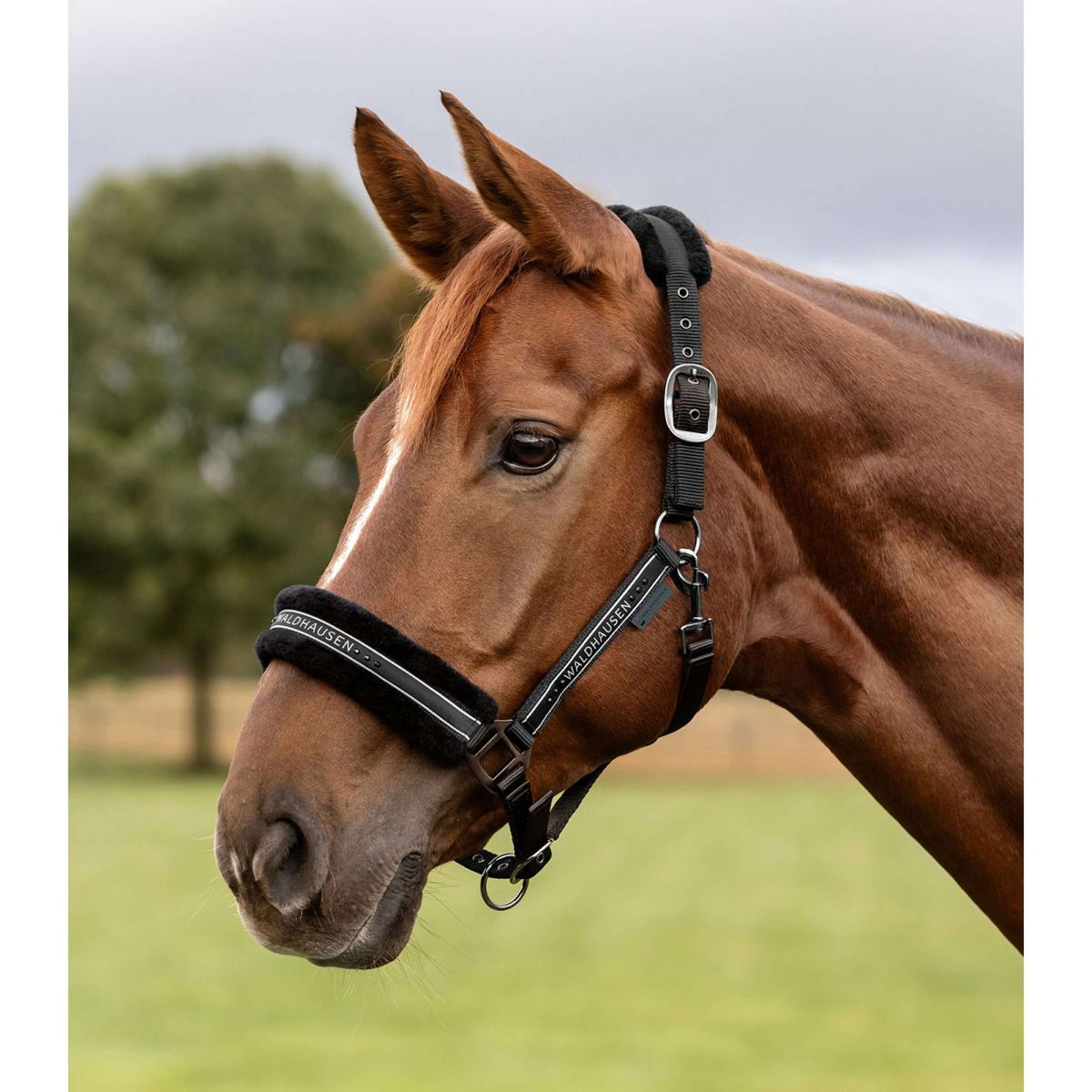 Waldhausen Cabezada Elegant Negro/Negro