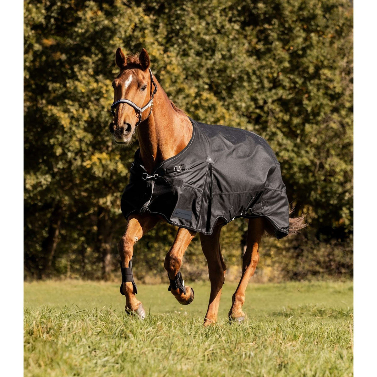 Waldhausen Alfombra de Exterior Scandic 300 g Negro