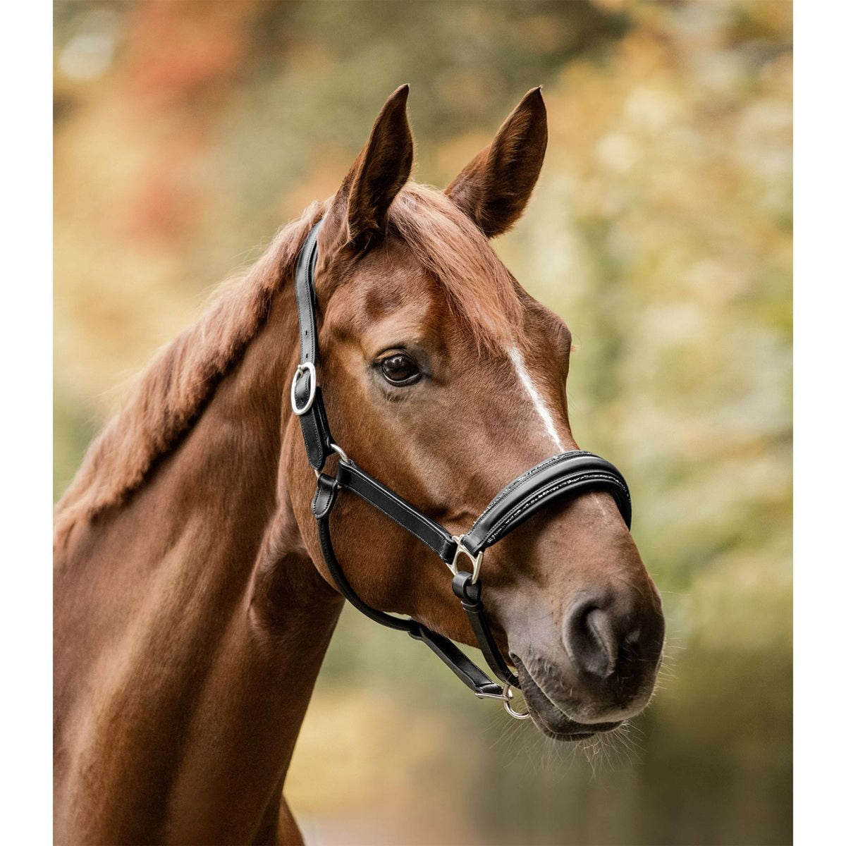 Waldhausen Cabezada S-Line Glamour Negro