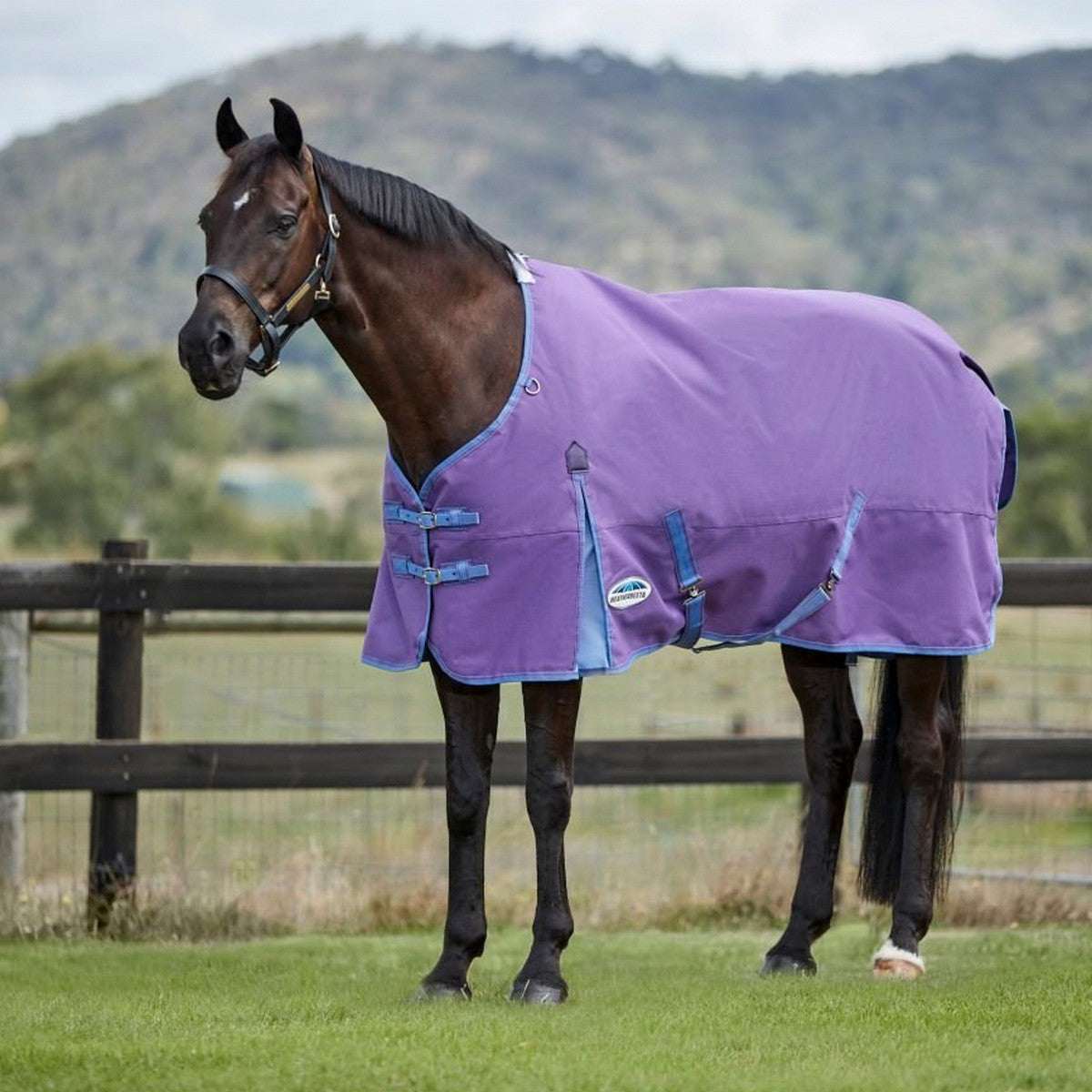 Weatherbeeta Manta de Invierno Comfitec Essential Standard Neck Lite Violeta/Azul