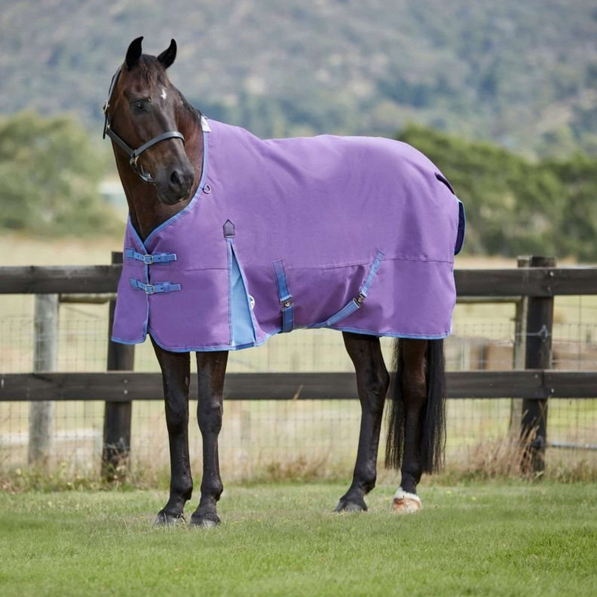 Weatherbeeta Manta de Invierno Comfitec Essential Standard Neck Lite Violeta/Azul